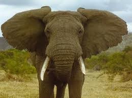 GAJAH